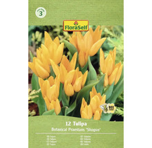 Verpakking van 12 Botanical Praestans 'Shogun' tulpen