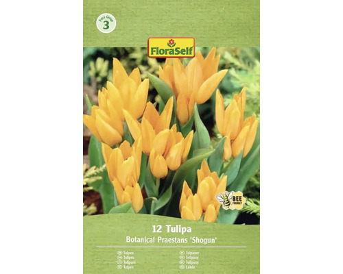 Verpakking van 12 Botanical Praestans 'Shogun' tulpen