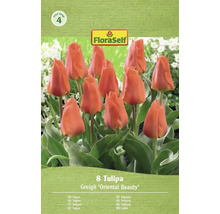 FloraSelf Tulpen Greigii 'Oriental Beauty', verpakking van 8 stuks