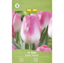 Verpakking Triumph tulpenbloembollen