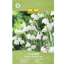Verpakking met zeven zomerklokjes van de soort 'aestivum' Gravetye Giant met Butterfly Friendly keurmerk en FloraSelf logo