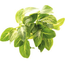 Plant met groene bladeren