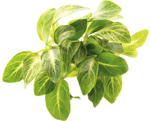 Plant met groene bladeren