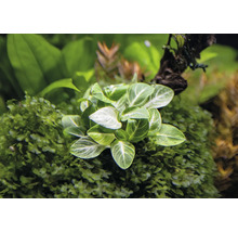 Aquariumplant met groene bladeren en witte nerven
