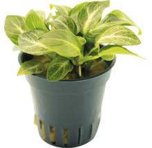 Anubias kamerplant in pot
