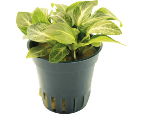 Anubias kamerplant in pot