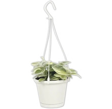 Hangplant in pot