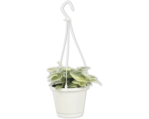 Hangplant in pot