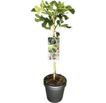 Echte vijgenboom in pot