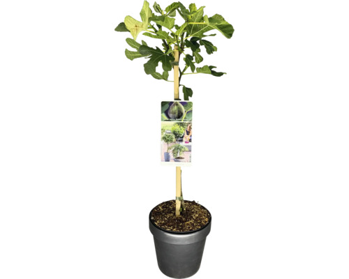 Echte vijgenboom in pot