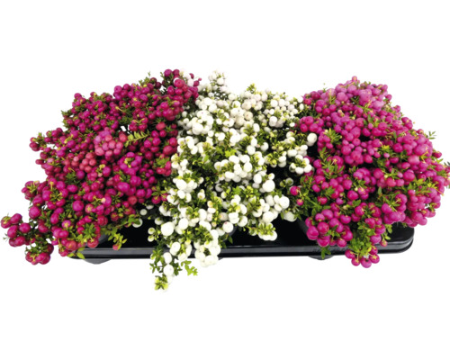 Sierbessen in een schaal