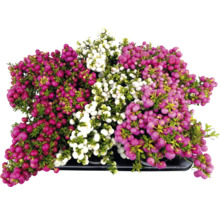 Gaultheria plant met rode, roze en witte bessen