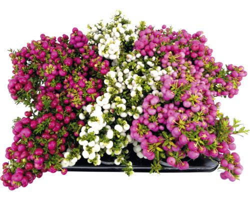 Gaultheria plant met rode, roze en witte bessen