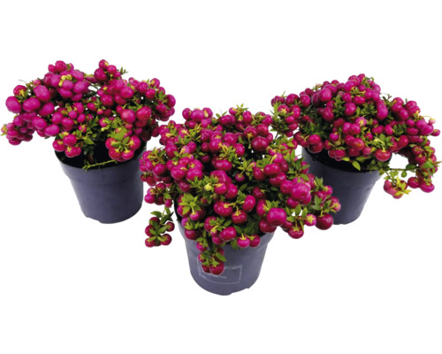 Drie potten met koraalbesplanten