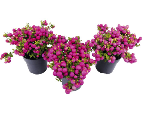 Drie koraalbesplanten in potten