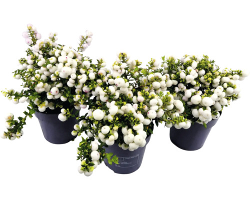 Drie sneeuwbesplanten in pot