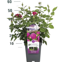 Heidi Klum roos in pot