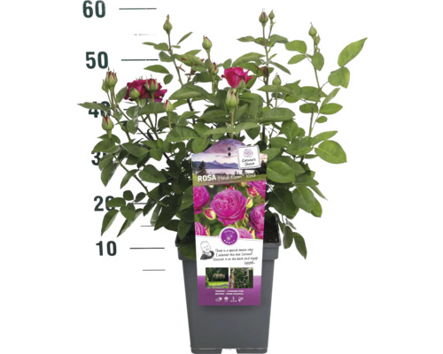 Heidi Klum roos in pot