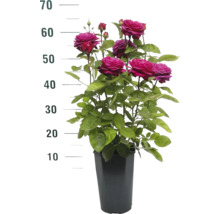 Roos in pot met hoogte-indicatie