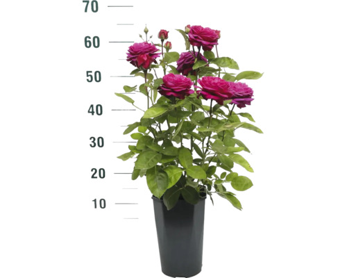 Roos in pot met hoogte-indicatie