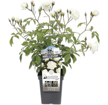 Sneeuwwitje roos in pot