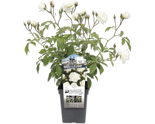 Sneeuwwitje roos in pot