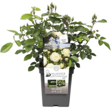 Baby Schneewittchen roos in pot