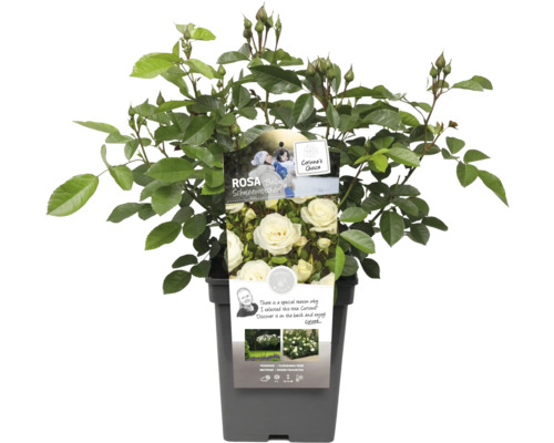 Baby Schneewittchen roos in pot