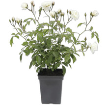 Roos in pot met witte bloemen en groene bladeren