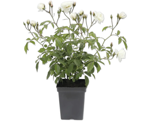 Roos in pot met witte bloemen en groene bladeren