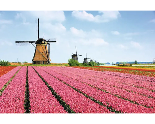 Molenveld met tulpen in de lente