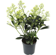 Skimmia in pot met groene bladeren en bloemen