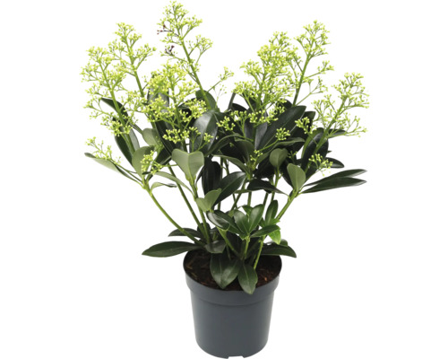 Skimmia in pot met groene bladeren en bloemen