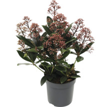 Skimmia in pot met bladeren en bloemen