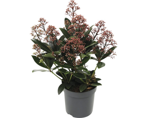 Skimmia in pot met bladeren en bloemen