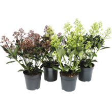 Japanse schijnlavendel in potten