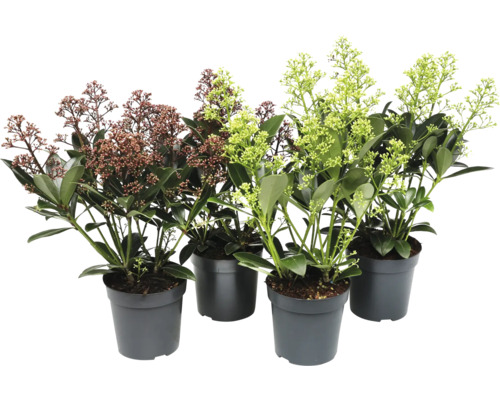 Japanse schijnlavendel in potten