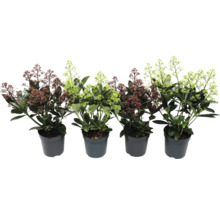 Skimmia in pot met bloemclusters