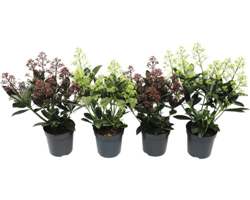 Skimmia in pot met bloemclusters