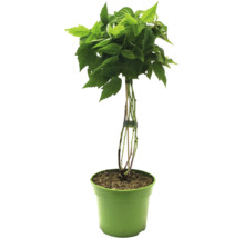 Frambozenstruik in pot