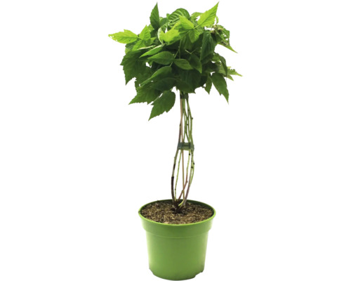 Frambozenstruik in pot