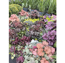 Diverse purperklokjes en andere planten in een tuincentrum.