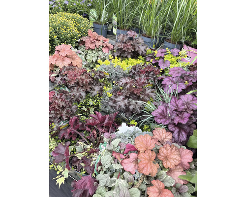 Diverse purperklokjes en andere planten in een tuincentrum.