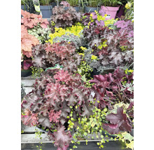 Diverse Heuchera planten in potten, ideaal voor de tuin