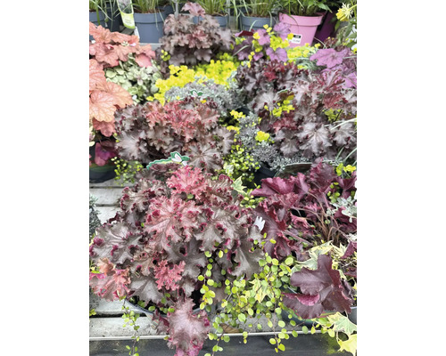 Diverse Heuchera planten in potten, ideaal voor de tuin