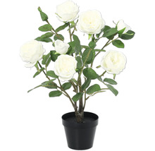 Rozenstruik met zes witte rozen in een pot