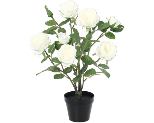 Rozenstruik met zes witte rozen in een pot