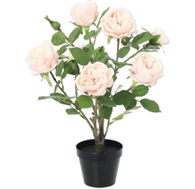 Rozenstruik in zwarte pot