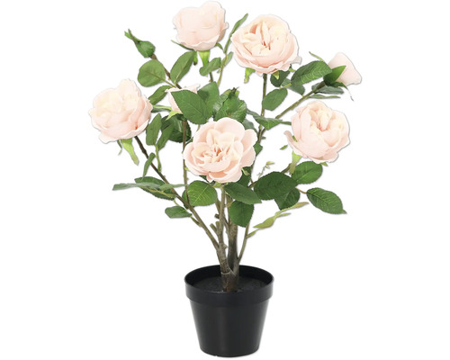 Rozenstruik in zwarte pot