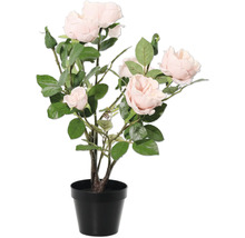 Rozenstruik in pot voor binnenshuis